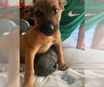Small #1 American Staffordshire Terrier Mix