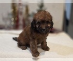 Small Photo #3 Goldendoodle (Miniature) Puppy For Sale in DUBLIN, TX, USA