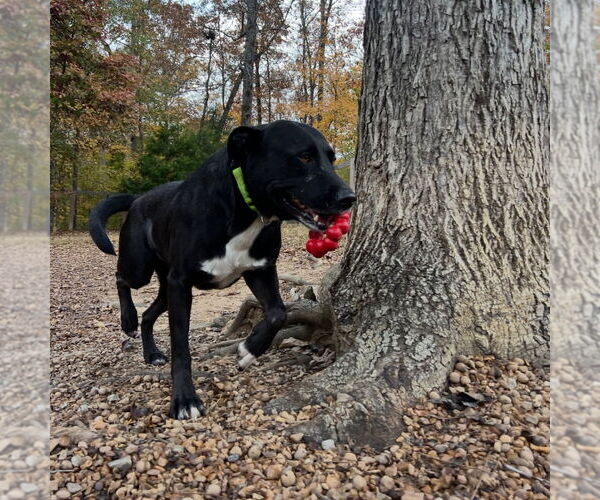 Medium Photo #2 Labrador Retriever-Unknown Mix Puppy For Sale in Canton, CT, USA