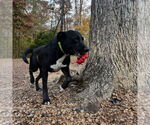 Small #1 Labrador Retriever Mix