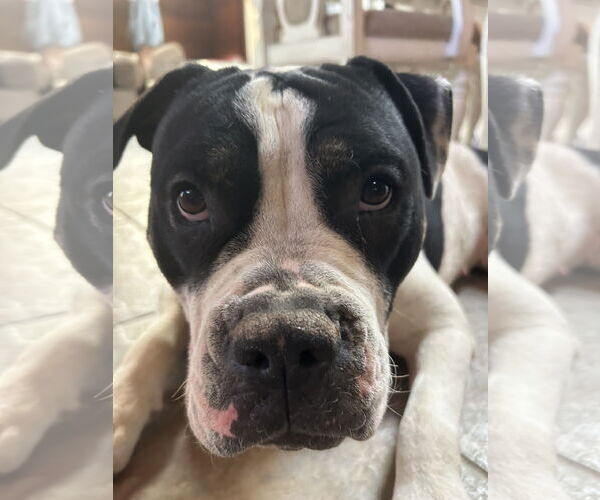 Medium Photo #12 American Pit Bull Terrier-Bulldog Mix Puppy For Sale in Chandler, AZ, USA