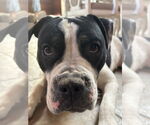 Small #11 American Pit Bull Terrier-Bulldog Mix