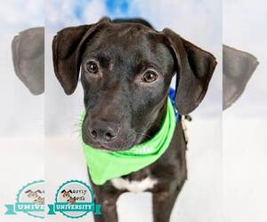 Labrador Retriever-Unknown Mix Dogs for adoption in Kennesaw, GA, USA