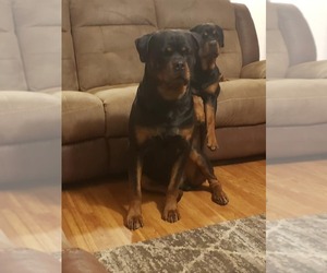 Father of the Rottweiler puppies born on 07/28/2023