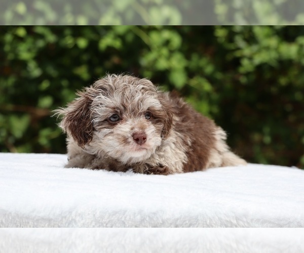 Medium Photo #24 ShihPoo Puppy For Sale in DYERSBURG, TN, USA