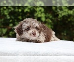 Small #23 ShihPoo