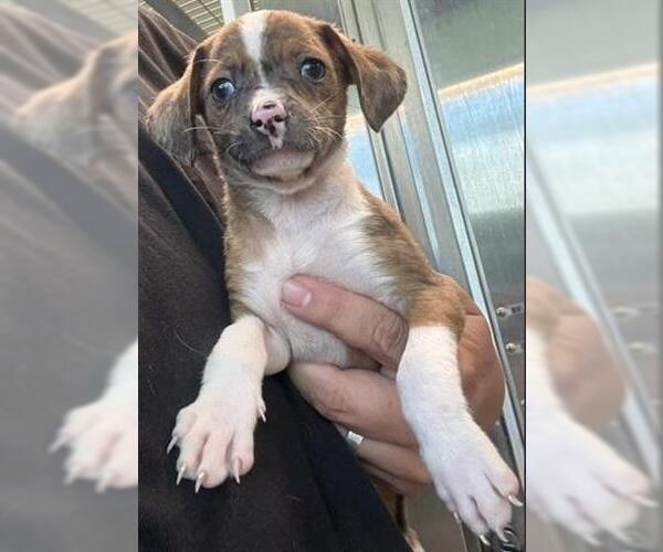 Medium Photo #1 Chihuahua Puppy For Sale in San Martin, CA, USA