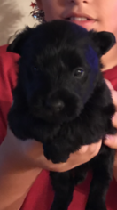Scottish Terrier Puppy for sale in SHALLOTTE, NC, USA