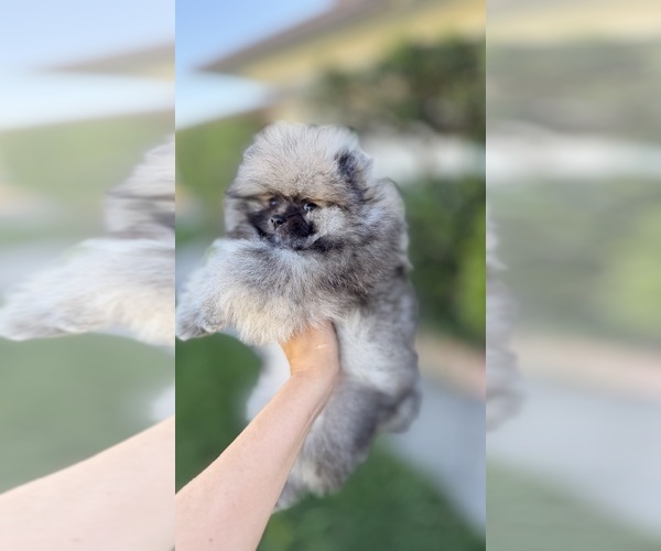 Medium Photo #2 Pomeranian Puppy For Sale in STOCKTON, CA, USA