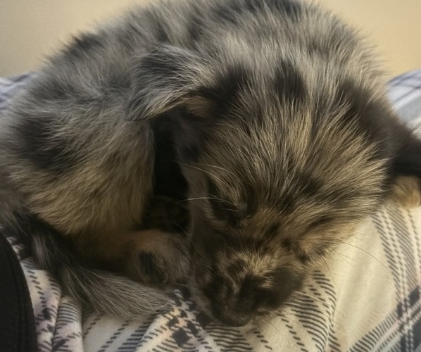 Medium Photo #1 Cattledog Shepherd Puppy For Sale in WINDER, GA, USA