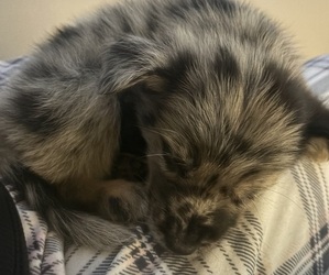 Cattledog Shepherd Puppy for sale in WINDER, GA, USA