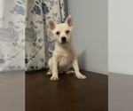 Small Photo #12 Alaskan Klee Kai Puppy For Sale in DURHAM, CT, USA
