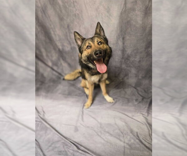 Medium Photo #1 Gerberian Shepsky Puppy For Sale in Ogden, UT, USA