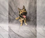 ROWDY- D2026253 - Male Gerberian Shepsky Dog for Adoption - Small photo