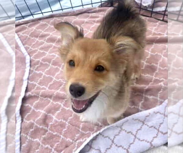 Medium Photo #5 Dorgi Puppy For Sale in San Juan Capistrano, CA, USA