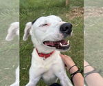 Small #24 English Setter-Labrador Retriever Mix
