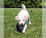 Small #6 Chihuahua Mix