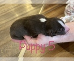 Small Photo #4 Australian Shepherd Puppy For Sale in EXETER, MO, USA