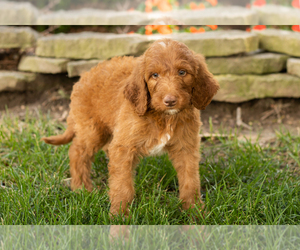 Goldendoodle-Poodle (Standard) Mix Puppy for sale in NAPPANEE, IN, USA
