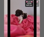 Small #1 Maltipoo (Toy)