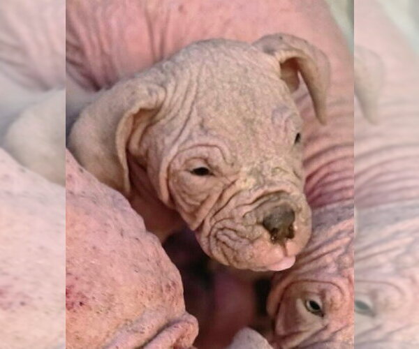 Medium Photo #12 Mutt Puppy For Sale in New York, NY, USA