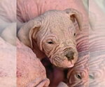 Small #11 Mutt