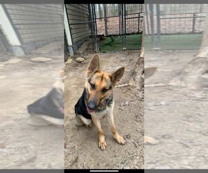German Shepherd Dog Dogs for adoption in LOGANVILLE, GA, USA