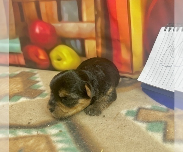 Medium Photo #20 Morkie Puppy For Sale in CASSVILLE, MO, USA