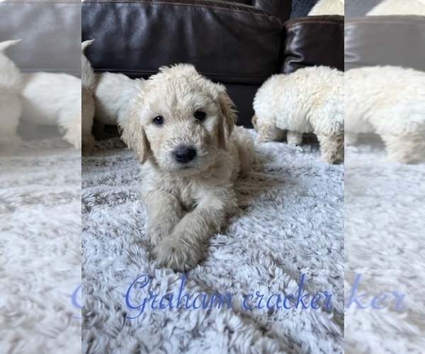 Medium Photo #9 Goldendoodle Puppy For Sale in VANCOUVER, WA, USA