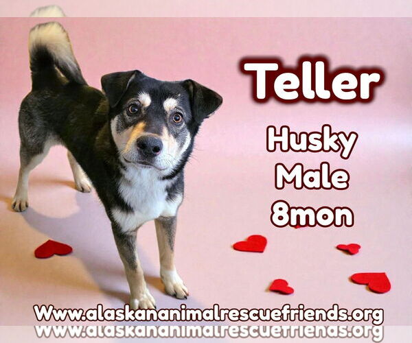 Medium Photo #1 Siberian Husky-Unknown Mix Puppy For Sale in Anchorage, AK, USA