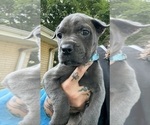 Small #9 Cane Corso