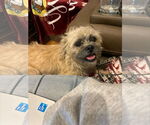 Small #4 Border Terrier