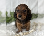 Small #8 Dachshund