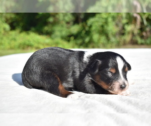 Miniature Australian Shepherd Puppy for sale in PALM COAST, FL, USA