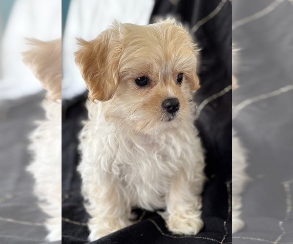 Medium Photo #7 Cav-A-Malt Puppy For Sale in ROCK STREAM, NY, USA