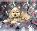 Small #7 Cocker Spaniel
