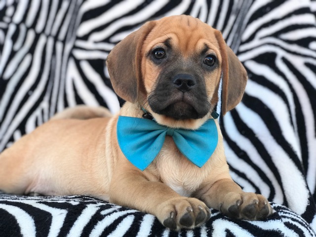 Medium Photo #1 Puggle Puppy For Sale in QUARRYVILLE, PA, USA