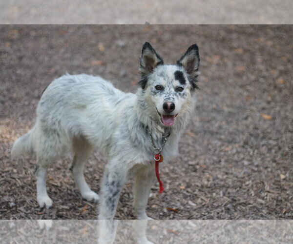 Medium Photo #1 Mutt Puppy For Sale in Paso Robles, CA, USA