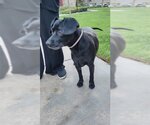 Small Photo #5 Dachshund-Labrador Retriever Mix Puppy For Sale in Los Angeles, CA, USA