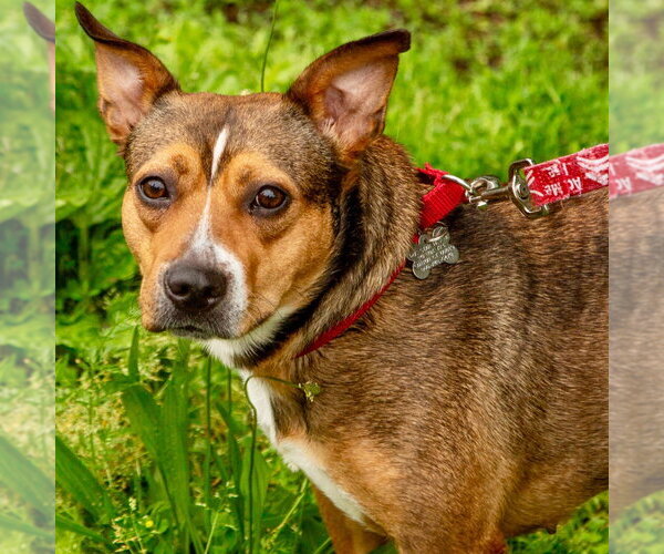 Medium Photo #9 Mutt Puppy For Sale in Canton, CT, USA
