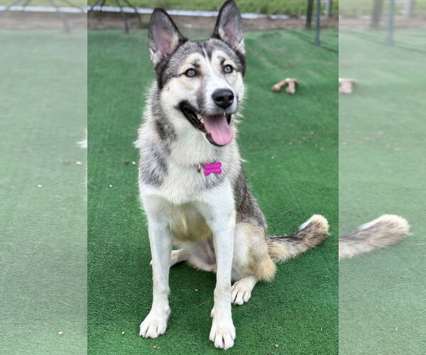 Medium Photo #3 German Shepherd Dog-Huskies  Mix Puppy For Sale in Spring Lake, NJ, USA