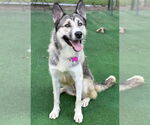 Small #2 German Shepherd Dog-Huskies  Mix