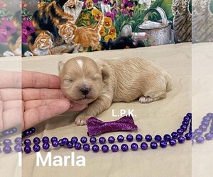 Maltipoo Puppy for sale in WINNSBORO, LA, USA