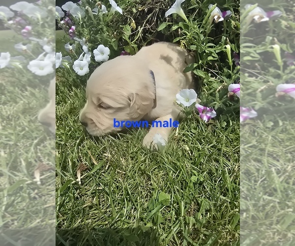 Medium Photo #4 Golden Retriever Puppy For Sale in OIL CITY, PA, USA