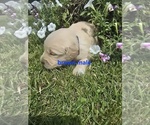 Small #3 Golden Retriever