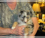 Small Photo #3 Australian Shepherd Puppy For Sale in AUBURN, IN, USA
