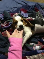 Beagle Puppy for sale in RUSHVILLE, NY, USA