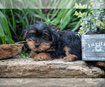 Small Photo #15 Yorkshire Terrier Puppy For Sale in QUARRYVILLE, PA, USA