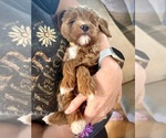 Small Photo #23 Goldendoodle (Miniature) Puppy For Sale in GILBERT, AZ, USA
