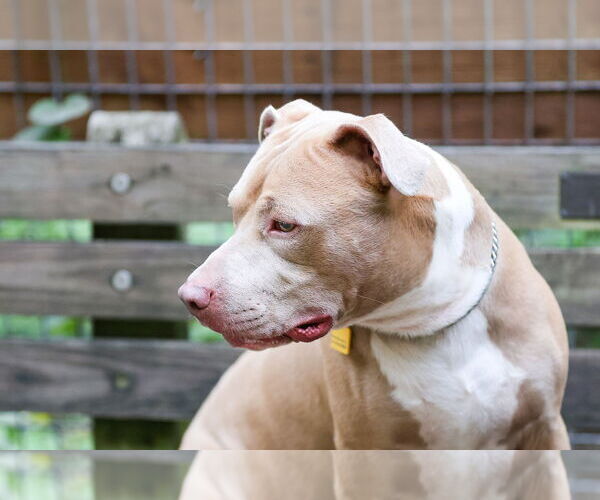 Medium Photo #7 Mutt Puppy For Sale in  Gainesville, FL, USA